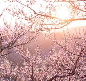 石神邑　一目30万本「紀州石神田辺梅林」