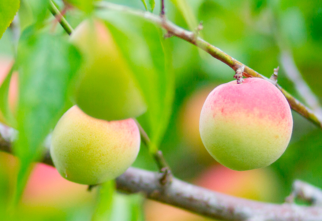 紀州南高梅を使用 石神邑オンラインショップ