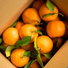 紀州産ぽんかん3kg