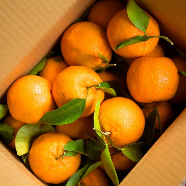 紀州産ぽんかん3kg