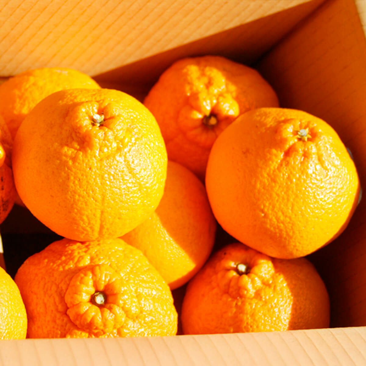 送料込/同梱・着日指定不可】紀州産デコポン3kg | 石神邑公式