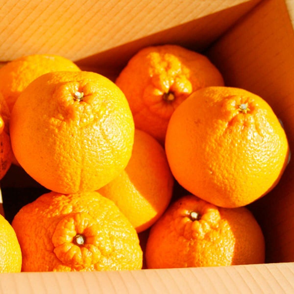 【送料込/同梱・着日指定不可】紀州産デコポン3kg